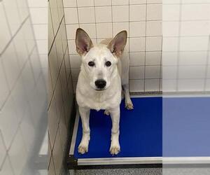 Labrador Retriever-Unknown Mix Dogs for adoption in Pasadena, TX, USA