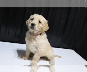 Golden Retriever Puppy for sale in SHILOH, OH, USA