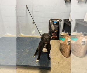 Mutt Dogs for adoption in Woodland, CA, USA