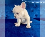 Small Photo #48 French Bulldog Puppy For Sale in LAS VEGAS, NV, USA