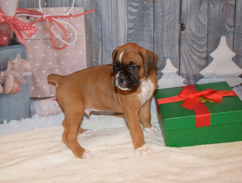 Medium Photo #14 Boxer Puppy For Sale in CHILHOWEE, MO, USA