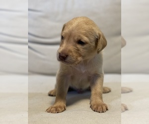 Double Doodle Puppy for sale in COLUMBIA, TN, USA