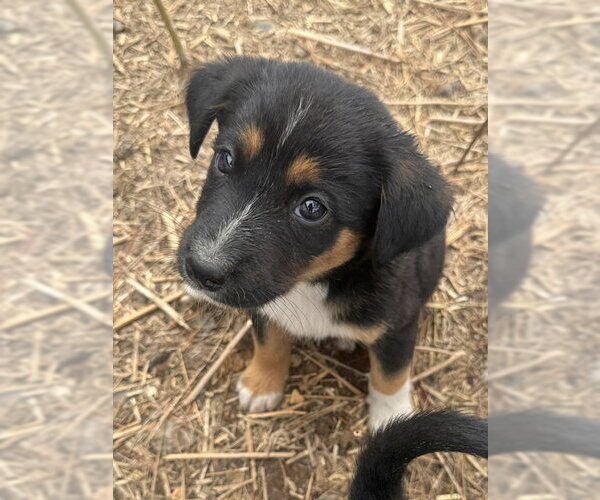 Medium Photo #5 Border Collie-Unknown Mix Puppy For Sale in Princeton, British Columbia, Canada