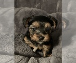Small Photo #2 Yorkshire Terrier Puppy For Sale in MIAMI, FL, USA
