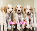 Puppy Puppy 1 Labradoodle-Poodle (Standard) Mix