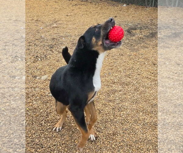 Medium Photo #2 Australian Shepherd-Unknown Mix Puppy For Sale in Anniston, AL, USA
