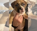 Puppy Puppy 3 American Bully