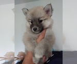 Small Photo #55 Pomsky Puppy For Sale in LOVELAND, CO, USA
