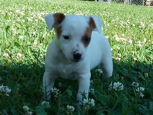 Jack Chi Puppy for sale in PENN YAN, NY, USA