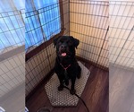 Small Photo #4 Rottweiler Puppy For Sale in Hillsboro, NH, USA