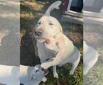 Small Photo #1 Akbash Dog Puppy For Sale in BROOKSVILLE, FL, USA