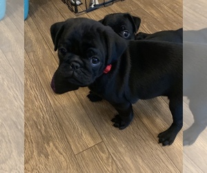 Pug Puppy for sale in MACEDONIA, OH, USA