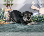 Puppy Patrick Schnauzer (Miniature)