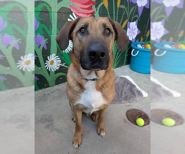 Medium Photo #2 Labloodhound Puppy For Sale in Frisco, CO, USA