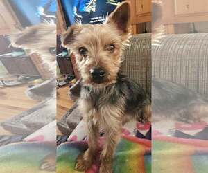 Mutt Dogs for adoption in St. Louis Park, MN, USA