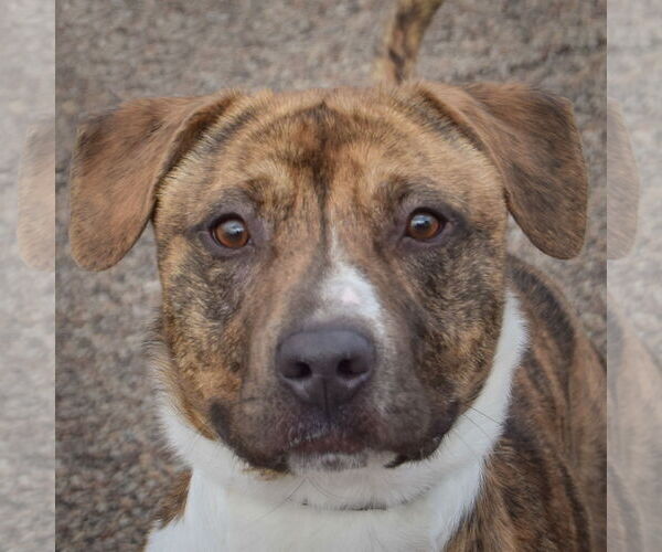 Medium Photo #1 American Staffordshire Terrier-Boxer Mix Puppy For Sale in Huntley, IL, USA