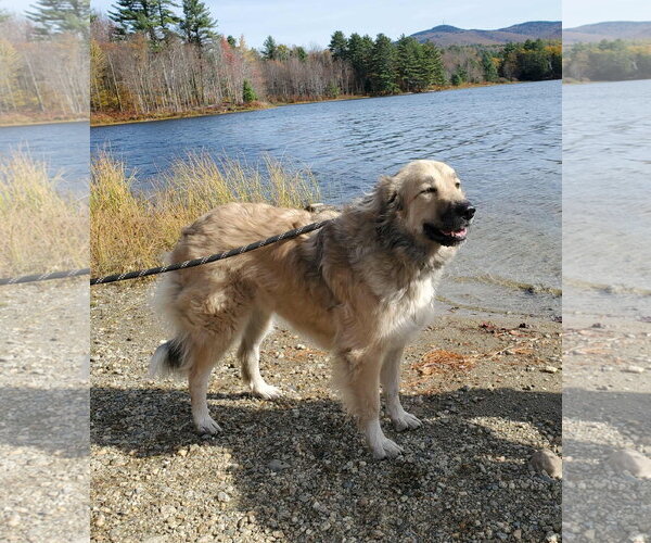 Medium Photo #5 Great Pyrenees-Unknown Mix Puppy For Sale in Croydon, NH, USA