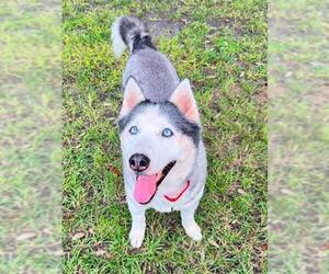 Siberian Husky Dogs for adoption in Palmetto, FL, USA