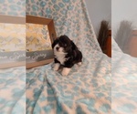 Small Photo #6 Pembroke Welsh Corgi-Poodle (Miniature) Mix Puppy For Sale in LEBANON, MO, USA