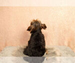 Small Photo #12 Yorkshire Terrier Puppy For Sale in NAPPANEE, IN, USA