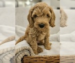Small Photo #7 Goldendoodle (Miniature) Puppy For Sale in EAGLE MOUNTAIN, UT, USA