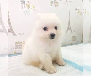 Japanese Spitz Puppy for sale in ALHAMBRA, CA, USA