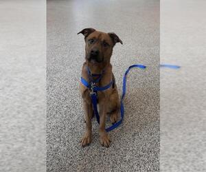 German Shepherd Dog Dogs for adoption in Boston, MA, USA