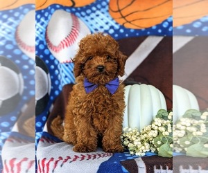 Goldendoodle (Miniature) Puppy for sale in COCHRANVILLE, PA, USA