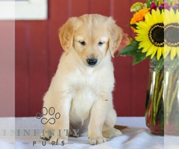 Medium Photo #3 Golden Retriever Puppy For Sale in MANHEIM, PA, USA