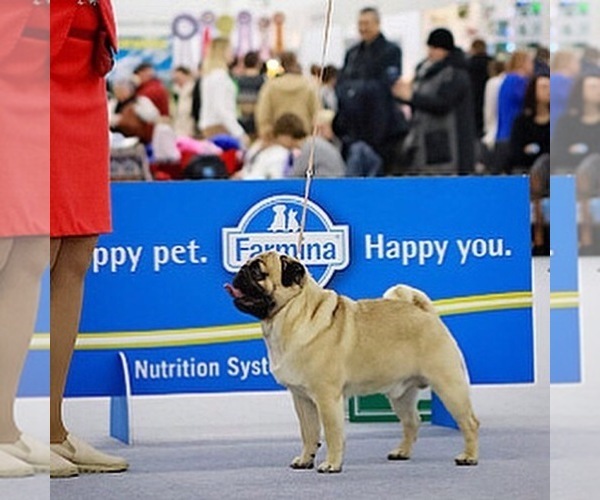 Medium Photo #1 Pug Puppy For Sale in Saratov, Saratov, Russia