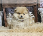 Puppy Fredrick AKC Pomeranian