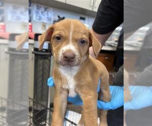 Mutt Dogs for adoption in San Antonio, TX, USA