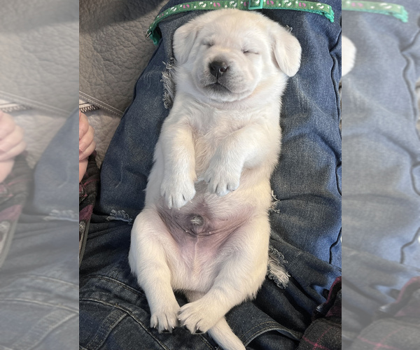 Medium Photo #41 Labrador Retriever Puppy For Sale in GLENDALE, CA, USA