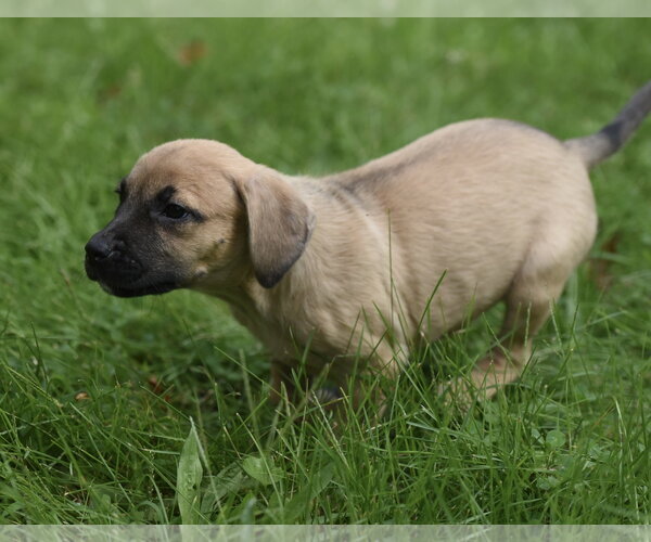Medium Photo #12 Boxer-Unknown Mix Puppy For Sale in Mechanicsburg, PA, USA