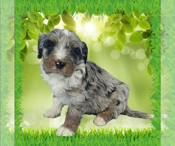 Medium Photo #84 Bernedoodle (Miniature) Puppy For Sale in BLACK FOREST, CO, USA