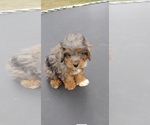 Small Cavapoo