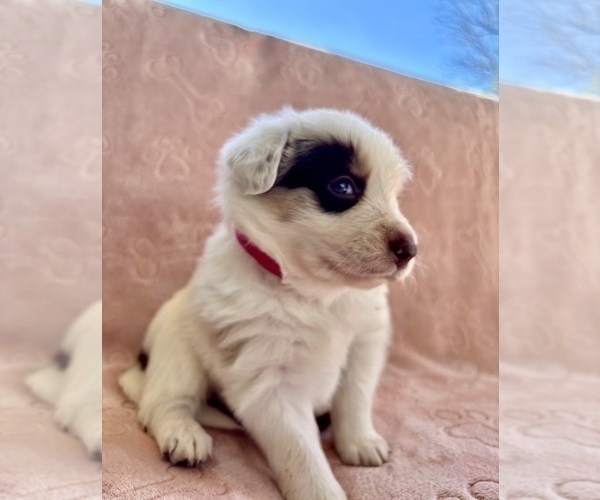 Medium Photo #9 Border Collie Puppy For Sale in MARYVILLE, TN, USA