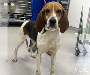 Treeing Walker Coonhound-Unknown Mix Dogs for adoption in Washington, DC, USA