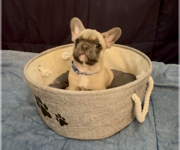 Medium Photo #9 French Bulldog Puppy For Sale in ORANGE, TX, USA