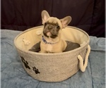 Small #8 French Bulldog