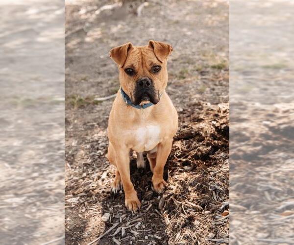 Medium Photo #5 Bull-Boxer Puppy For Sale in Rockwall, TX, USA