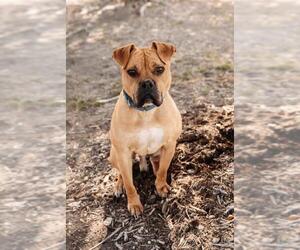 Buster - Male Bull-Boxer Dog for Adoption - Photo #5