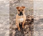Small #4 Bull-Boxer