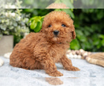 Small Photo #9 Goldendoodle (Miniature) Puppy For Sale in BERNE, IN, USA