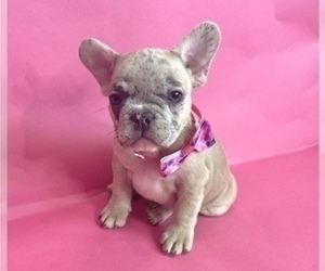 French Bulldog Puppy for sale in ANAHEIM, CA, USA