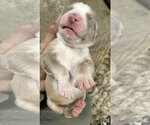 Small #7 Labrador Retriever Mix