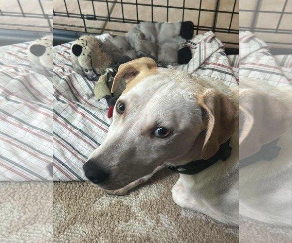 Medium Photo #10 Jack Russell Terrier-Unknown Mix Puppy For Sale in Princeton, MN, USA