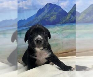 American Staffordshire Terrier Dogs for adoption in San Antonio, TX, USA