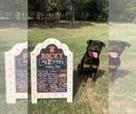 Small Photo #7 Rottweiler Puppy For Sale in VONORE, TN, USA