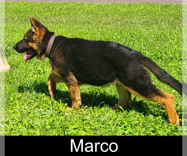 Medium Photo #1 German Shepherd Dog Puppy For Sale in MOUNTAIN GROVE, MO, USA